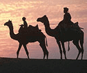 camel-ride camel-ride