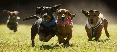 wiener-dog-races