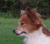 TOBY