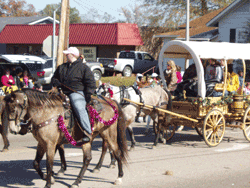 horses-2